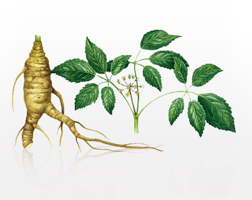 Ginseng